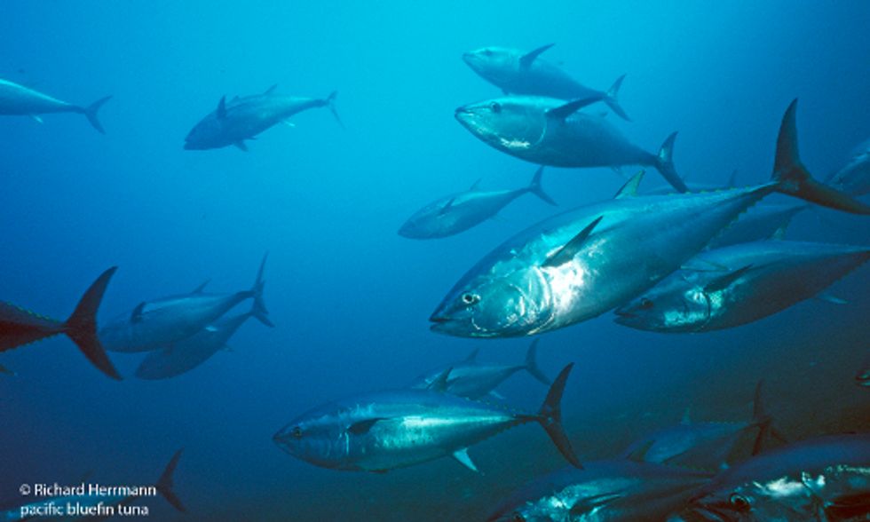 Pacific Bluefin Tuna Population at Brink of Collapse