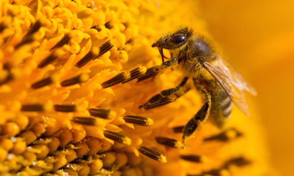 How the EPA's Inaction on Bee-Killing Neonicotinoids Cripples Our Economy