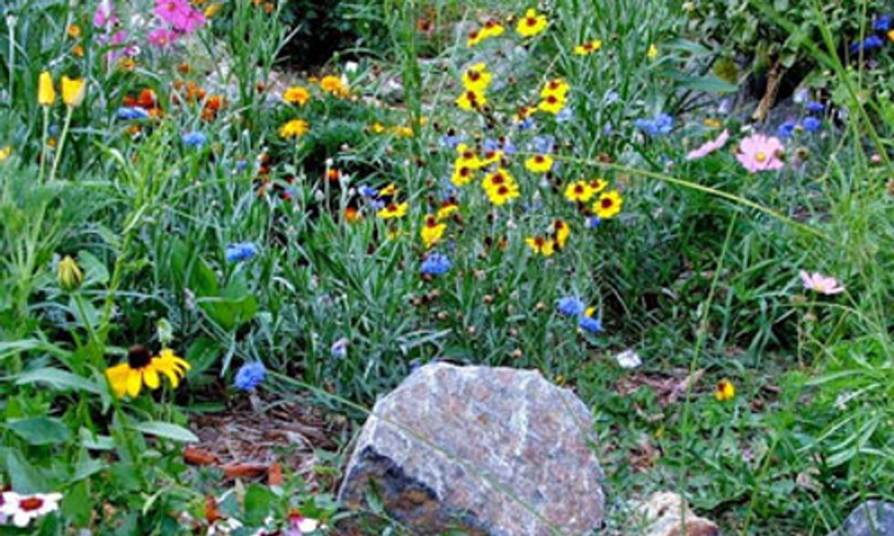 Xeriscape Your Yard