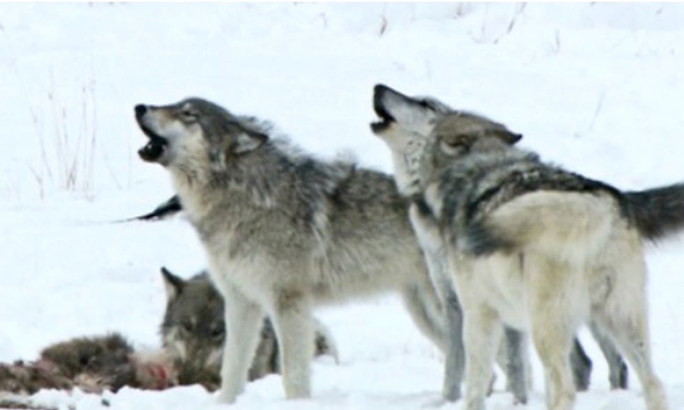 Will We Ever Coexist With Gray Wolves?