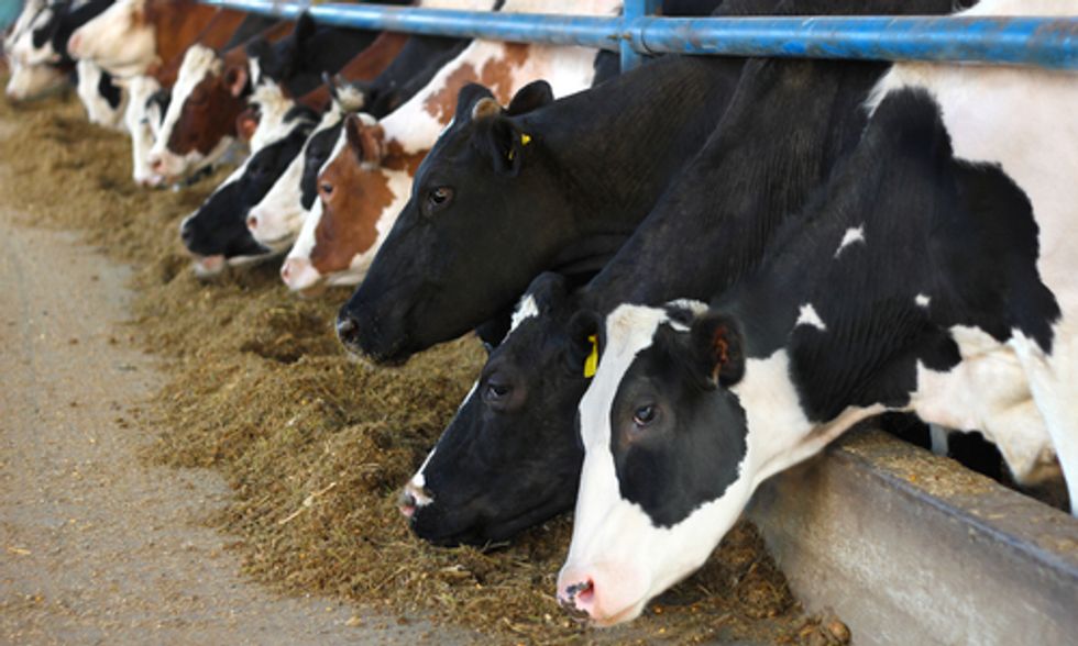 How Eating Less Beef Will Benefit the Environment