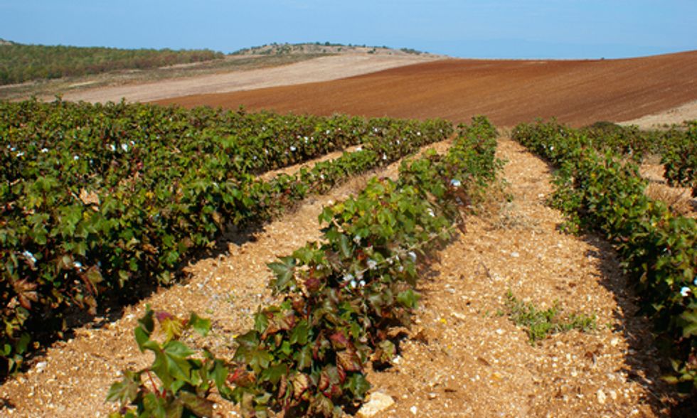 EPA Denies Texas' Emergency Request to Use Dangerous Herbicide on 3 Million Cotton Field Acres