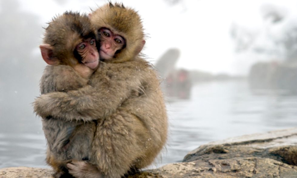 Study Suggests Link Between Fukushima Radiation and Japanese Monkeys' Low Blood Count