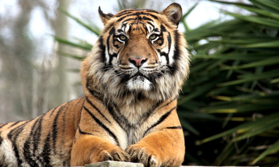 Poaching to Palm Oil: Tigers at Risk of Extinction