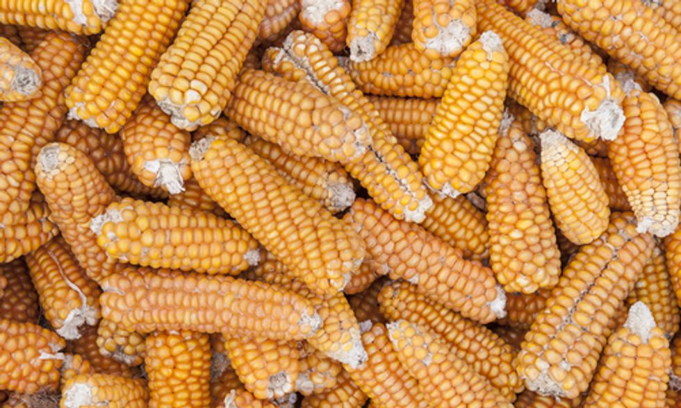Brazil Farmers Say GMO Corn No Longer Resistant to Bugs