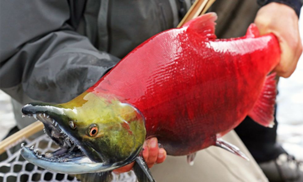 Take Action to Protect Bristol Bay and Largest Wild Salmon Fisheries on Earth