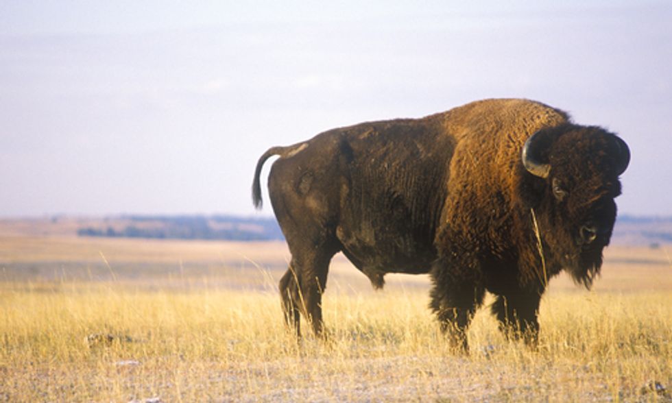 Feeding GMOs to Wildlife and Spraying Bee-Killing Pesticides at National Refuges?