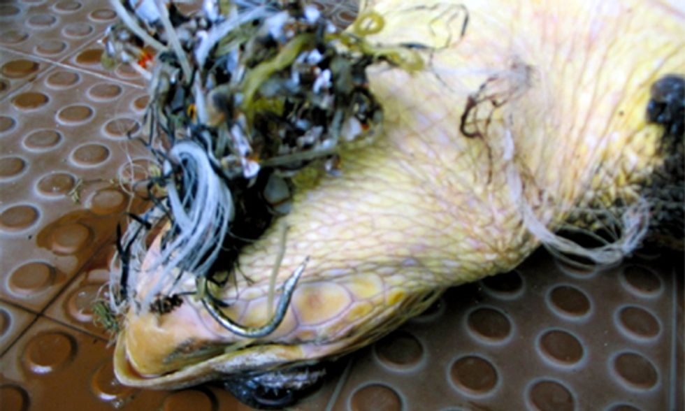 Impacts of Plastic Pollution on Marine Life