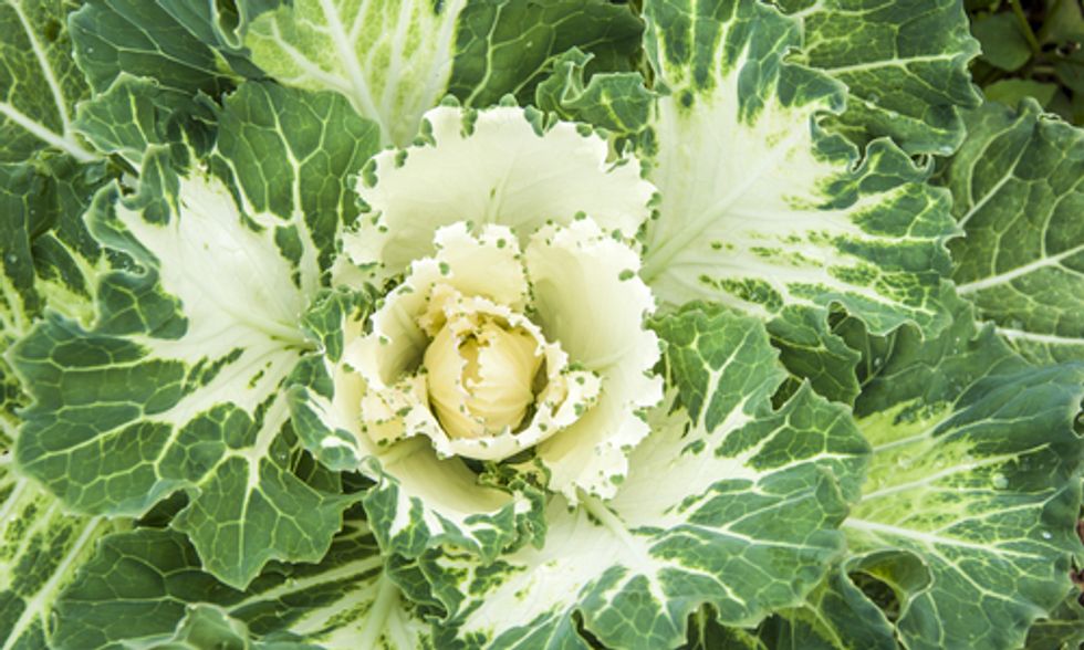 25 Vegan Sources of Calcium