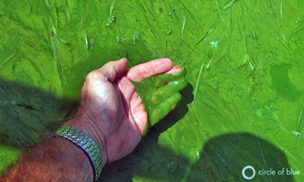 Toxic Algae Bloom Leaves 500,000 Without Drinking Water in Ohio
