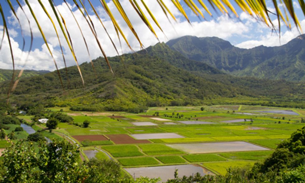 Fight Continues Over Moratorium of GMO Crops on Hawaii’s Big Island