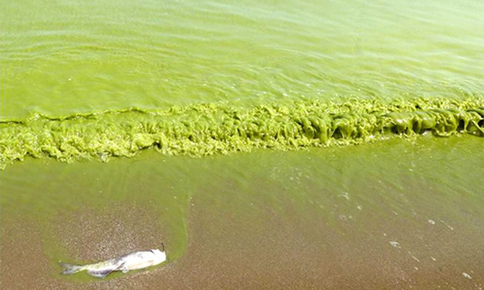 Toledo Water Ban Lifted, But Is the Water Safe and What Caused the Toxic Algae Bloom?