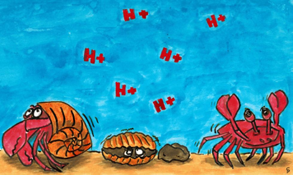 Increase in Ocean Acidification Threatens Longevity of Shellfish and Coral
