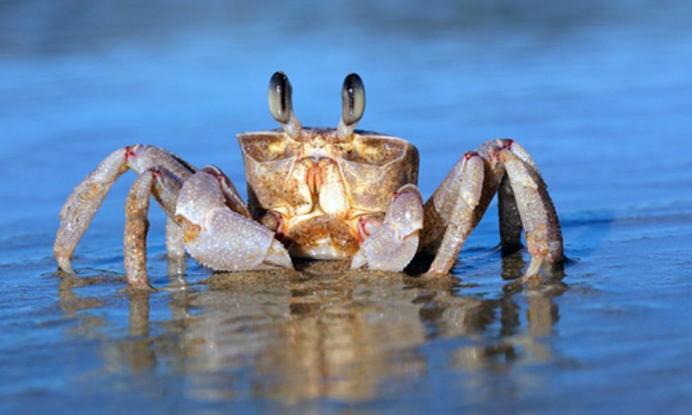 NOAA: Ocean Acidification Rises, Marine Economy Sinks