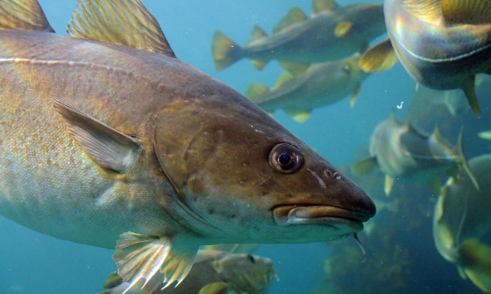 New England's Cod in Crisis