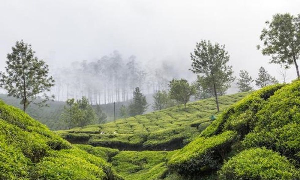 Report Finds 34 Pesticides in Tea From India
