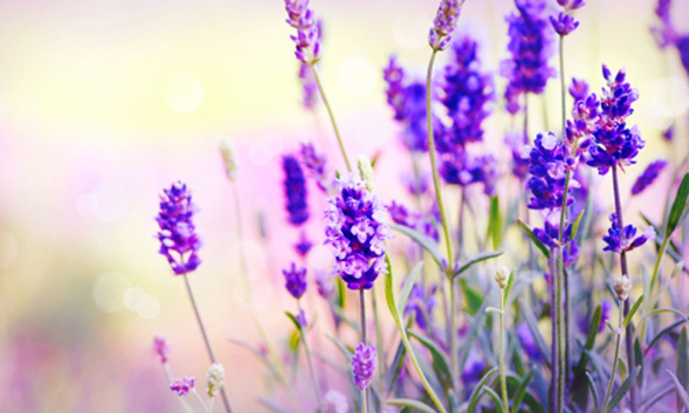 9 Ways to Use the 'Swiss Army Knife' of Essential Oils