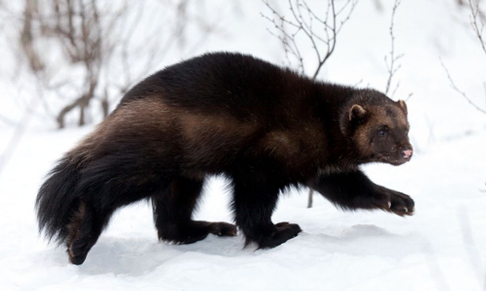 Wolverine Wipeout: FWS Rules Against Endangered Species Listing