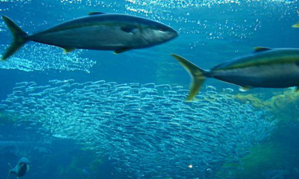 Mercury in Seafood: How Much Is Too Much?