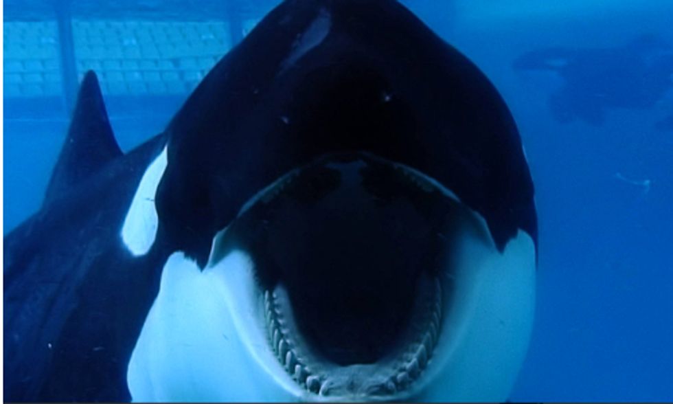 SeaWorld Stock Nosedives As 'Blackfish' Impacts Profits