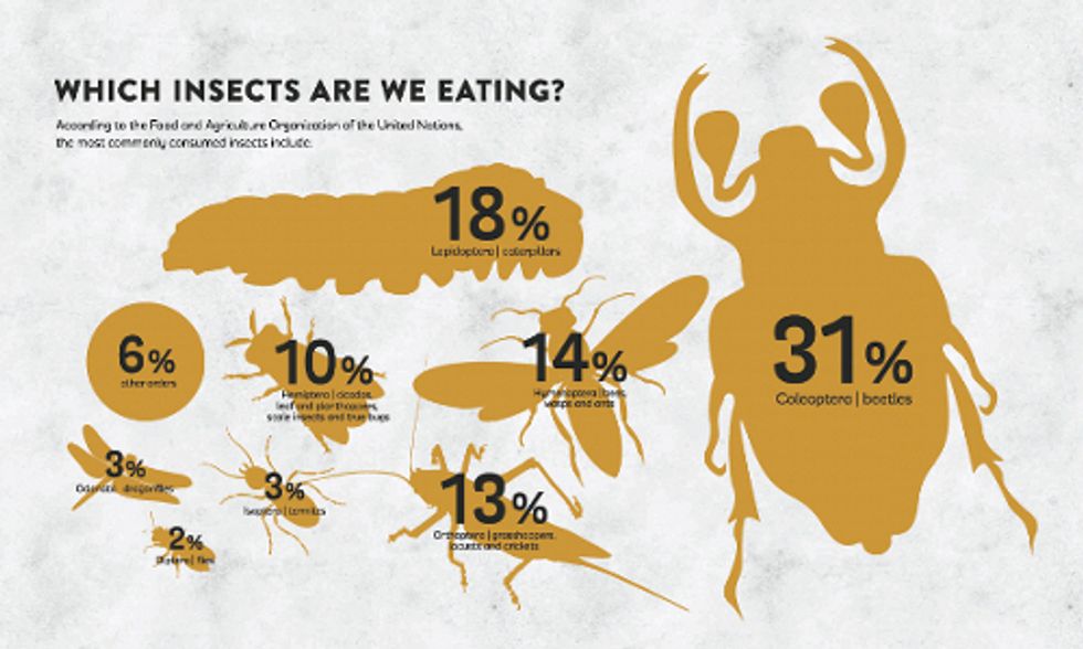 Can Insects Feed a Hungry Planet?