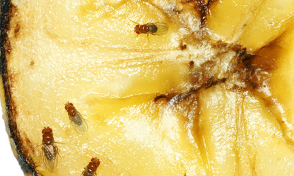 pic How To Get Rid Of Small Flies At Home Naturally natural ways to get rid of fruit flies