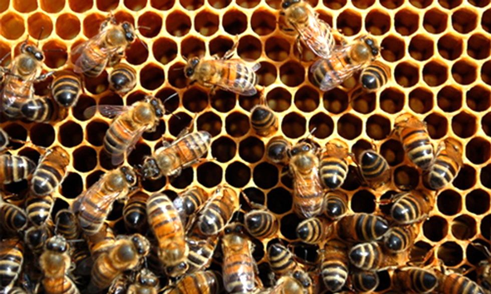 California Legislature Delays Crucial Honeybee Protections
