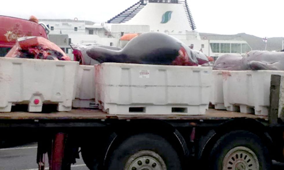 5 Beached Bottlenose Whales Slaughtered in Faroe Islands, 14 Sea Shepherd Volunteers Arrested