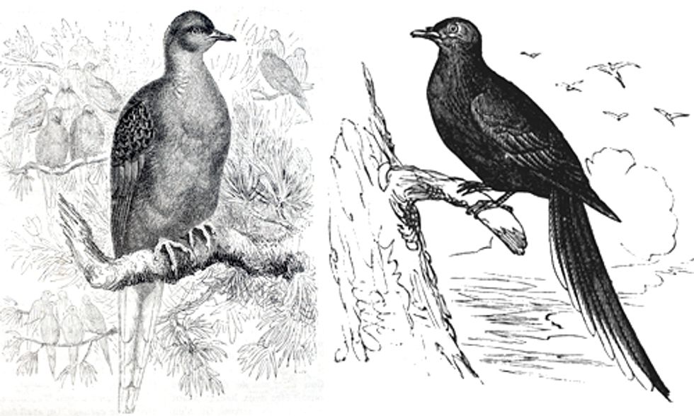 Passenger Pigeons and the Destructive Power of Humans