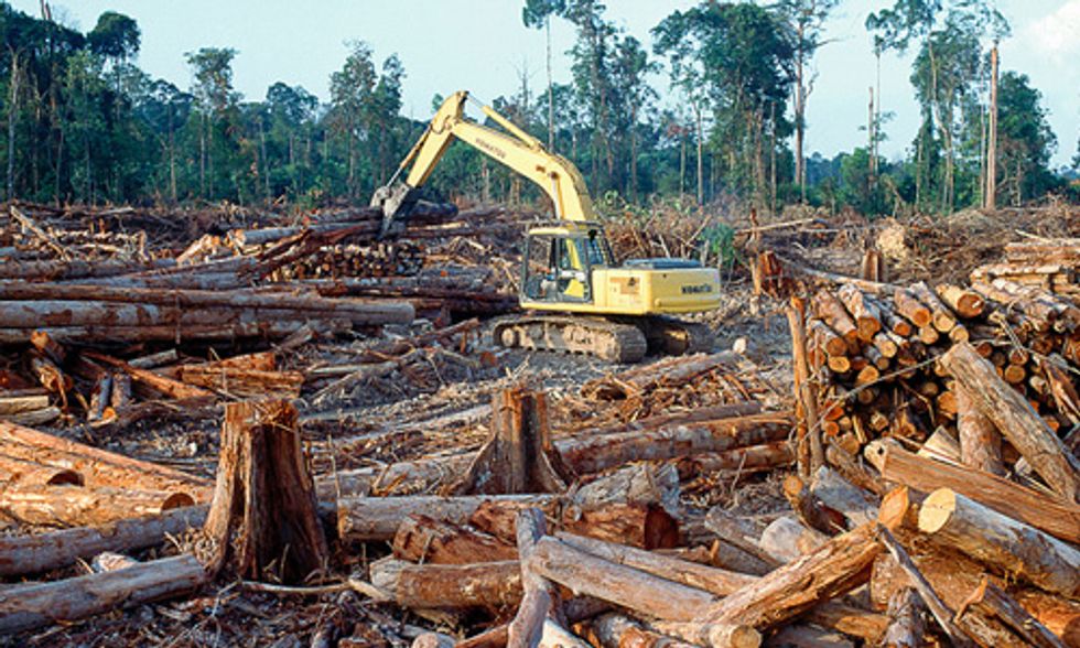World's Endangered Forests Need Your Help