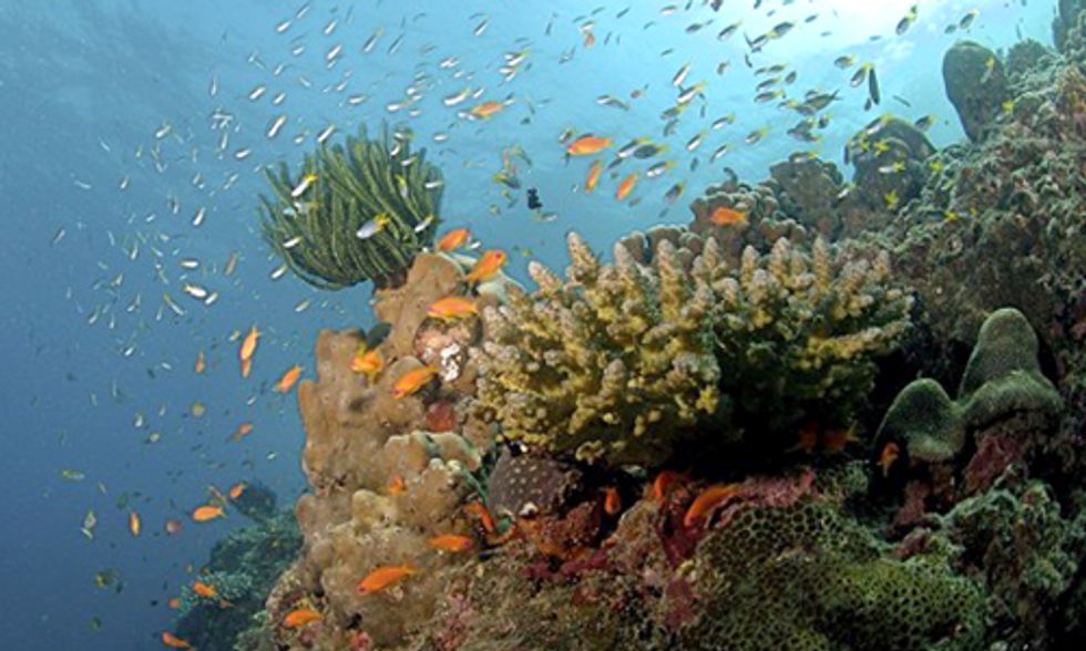 World Meteorological Organization: Ocean Acidification and Greenhouse Gas Emissions Hit Record Levels