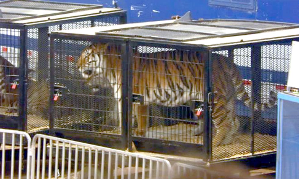 Circus Ban Legislation Key in Ending Animal Abuse