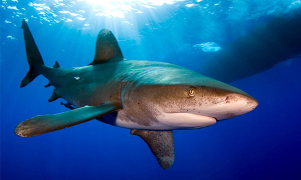 Shark Day: A Critical Turning Point for the Survival of Sharks