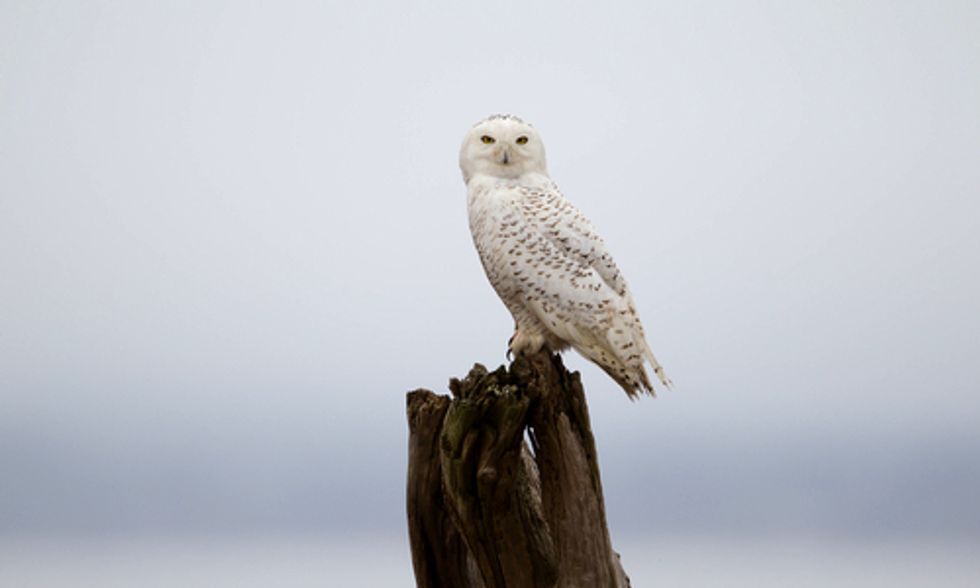 Snowy Owl Flocks to Southern States in Search of Food