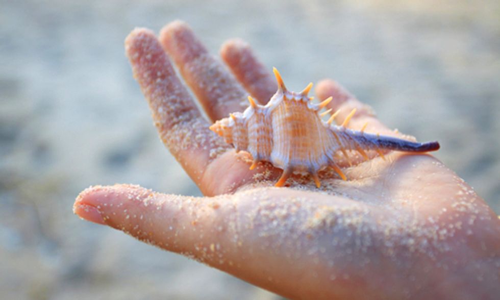 The Environmental Cost of Collecting Seashells