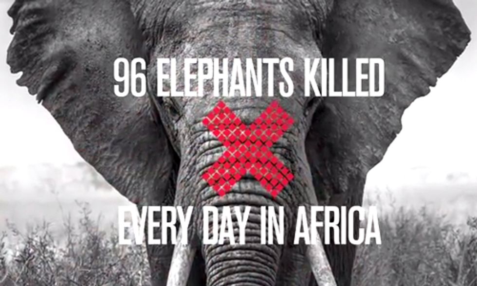 New York to Hold Hearing on Ivory Trade Laws and Elephant Poaching