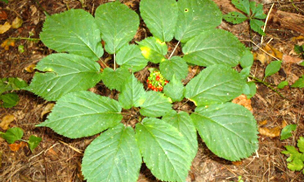 Preserving an Appalachian Treasure: American Ginseng