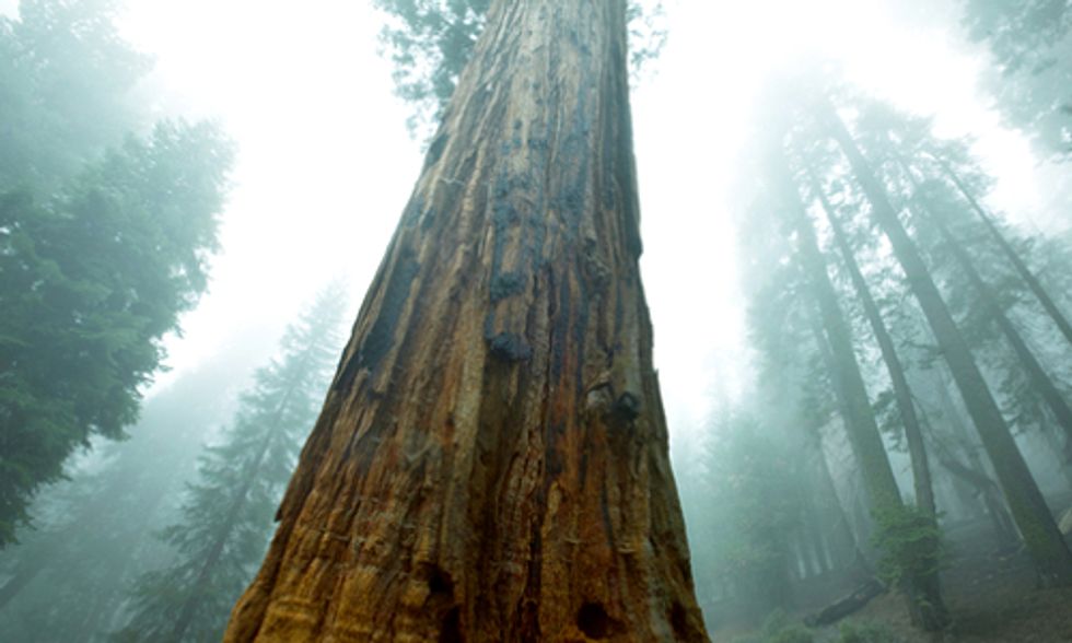 Importance of Old Growth Forests: Carbon Capture Potential Grows With Age