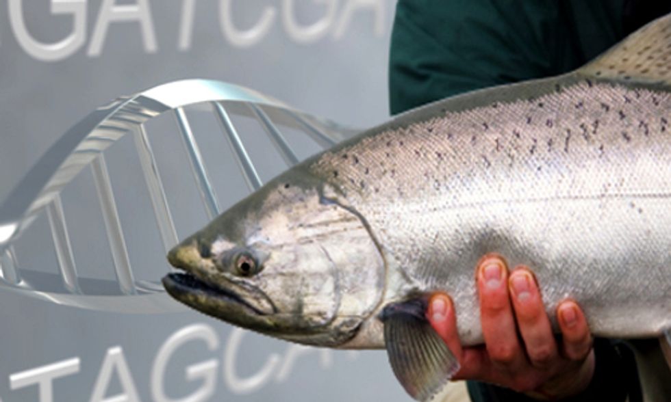 Did the Canadian Government Break the Law by Approving GE Salmon?