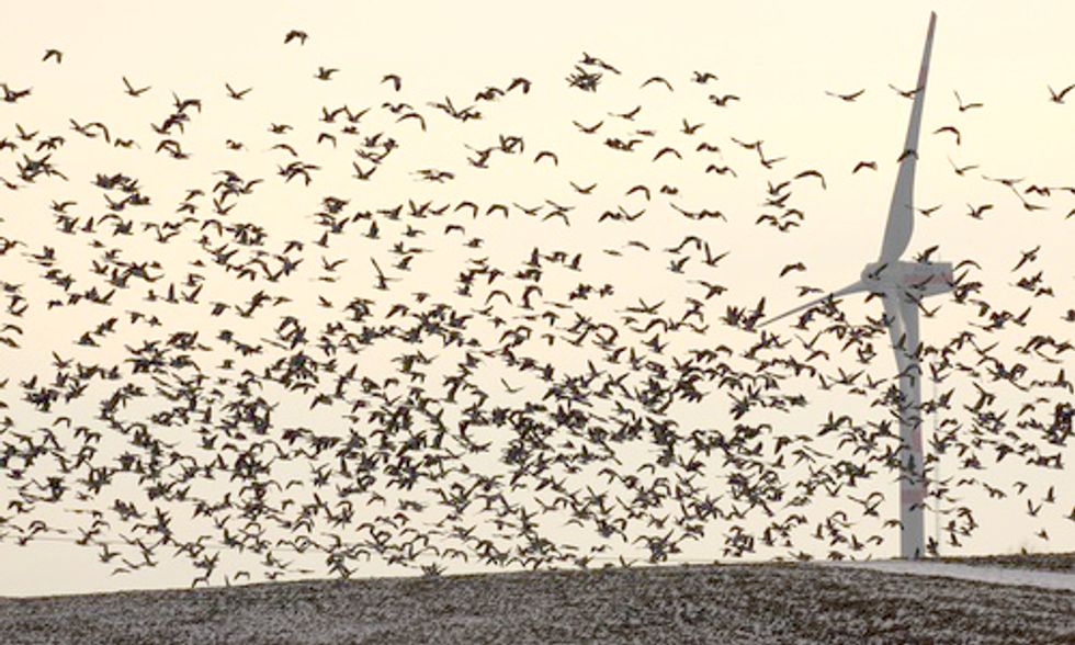 Groups Debunk Myths About Wind Power's Impact on Wildlife