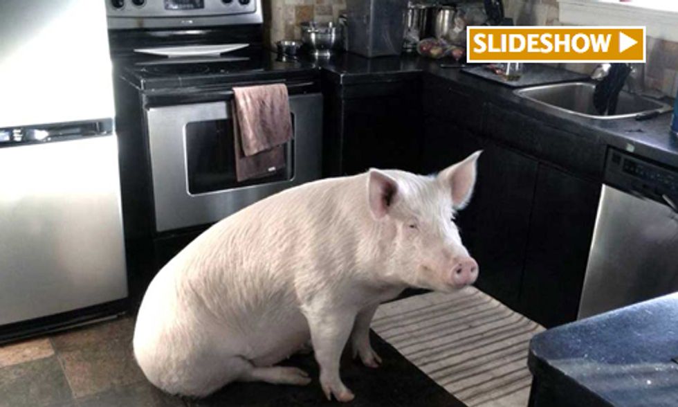 How Esther the Wonder Pig Inspired Me to Go Vegan