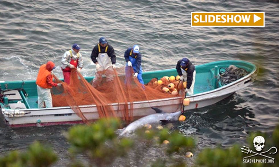 250+ Bottlenose Dolphins Captured in Japan's Taiji Cove Hunt