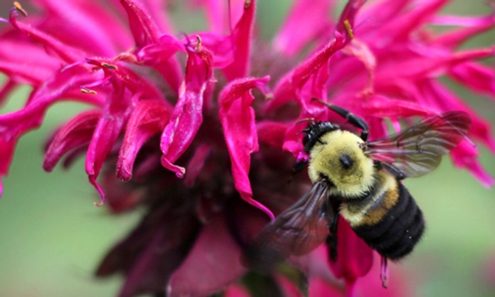 New Website Helps Identify Bumblebees and Protect Pollinators