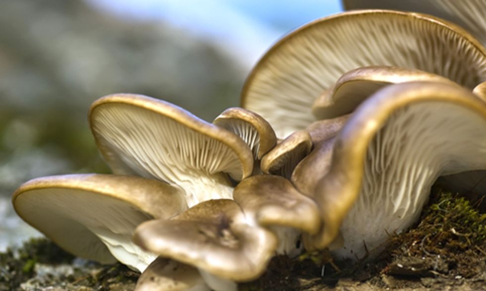Mushrooms Used for Bioremediation to Clean Pesticides From Oregon Waterways