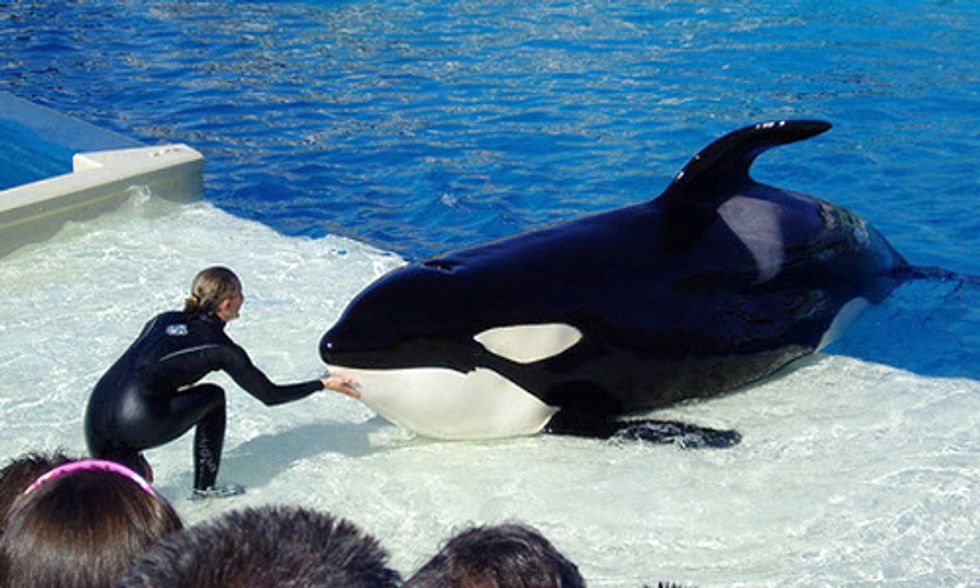 Blackfish Director Challenges SeaWorld to Debate