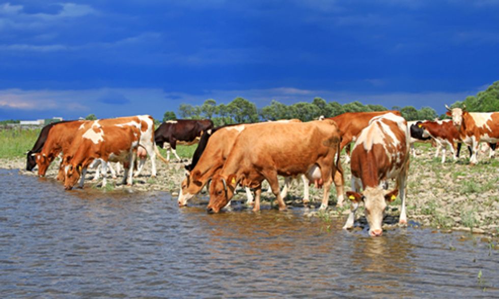 How Fracking Hurts Animals