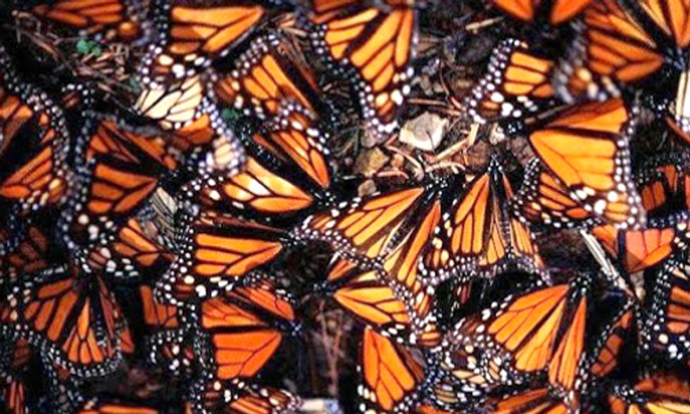 New Report Shows Monsanto A Major Culprit in Record Decline of Monarch Butterflies