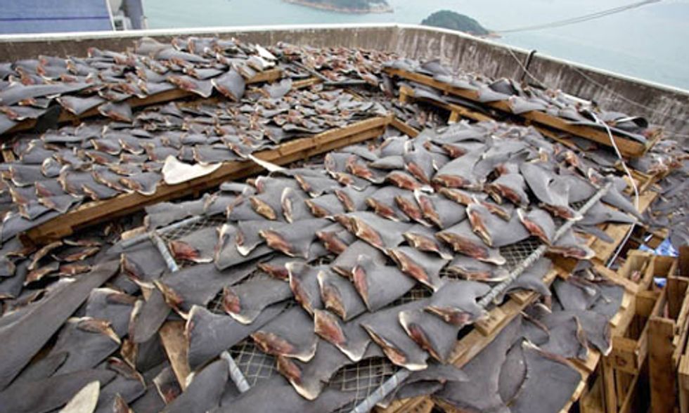 Conservation Group Exposes World's Biggest Shark Slaughterhouse