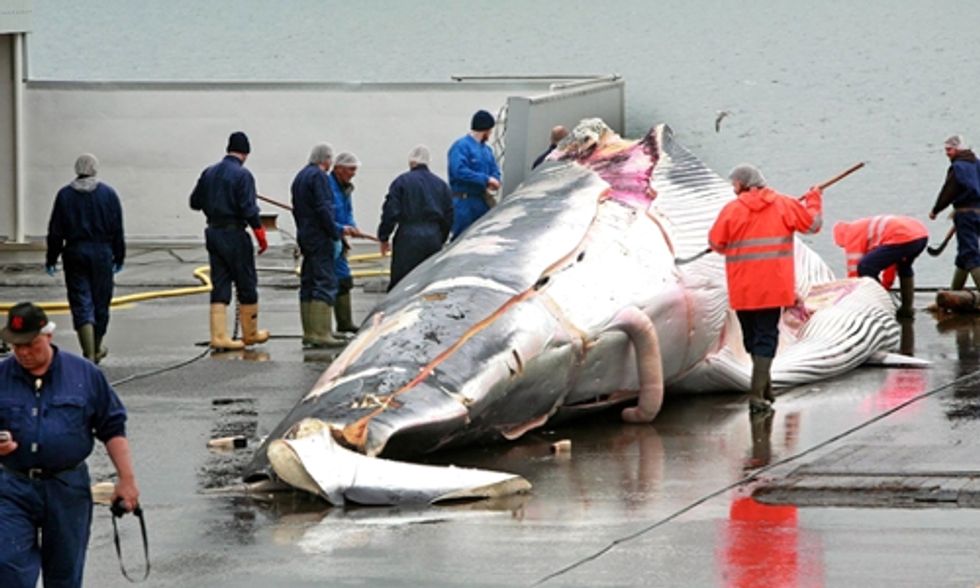 Iceland Violates Global Trade Ban on Whale Products, U.S. Considering Sanctions