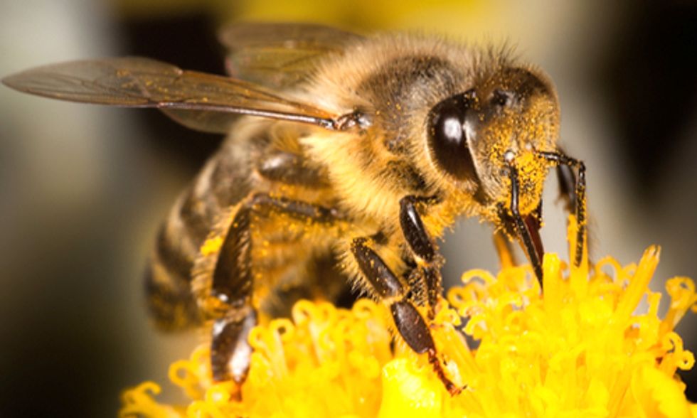 EPA Approves Another Pesticide Highly Toxic to Bees